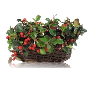 Collectie Hanoi Gaultheria Big Berry in Mand 30 cm