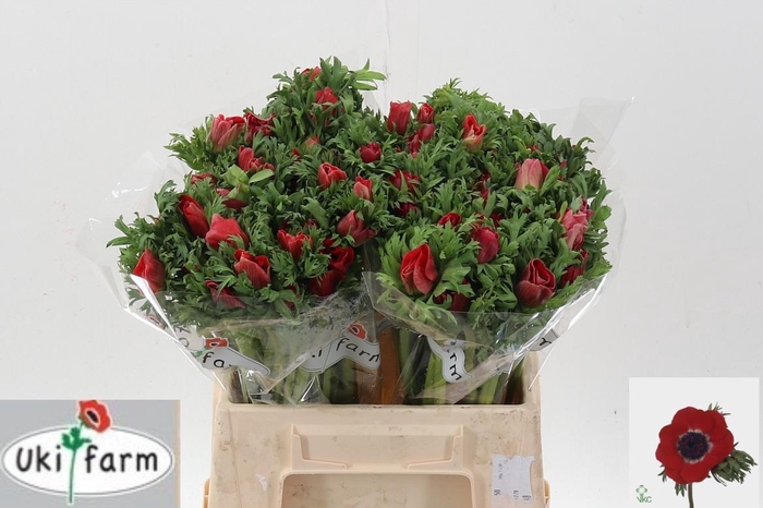 <h4>Anem Gall Rood</h4>