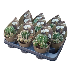 ECHINOPSIS OXYGONA