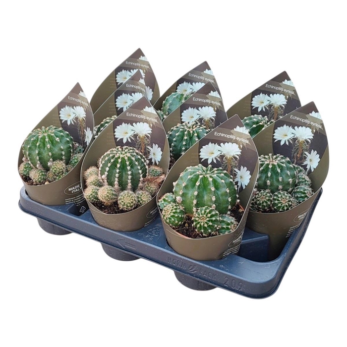 <h4>ECHINOPSIS OXYGONA</h4>