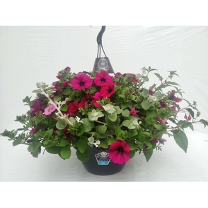 Hangingbasket easy Met extra grote water reservoir