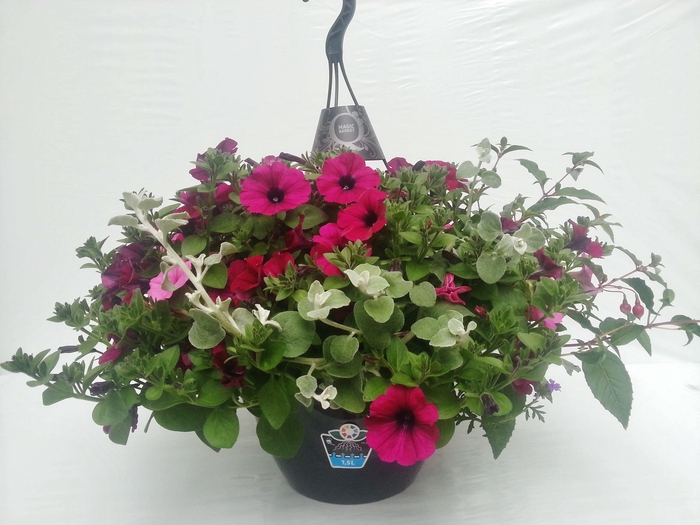 <h4>Hangingbasket easy Met extra grote water reservoir</h4>