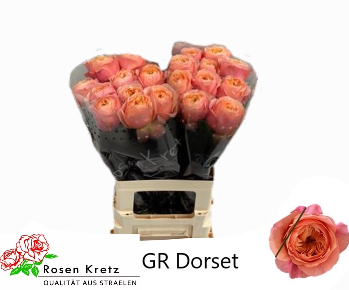 <h4>R GR DORSET!</h4>