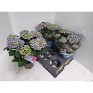 Hydrangea blauw