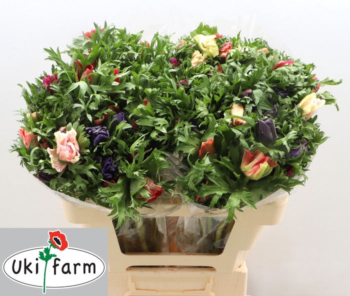 <h4>ANEM GEM BS</h4>