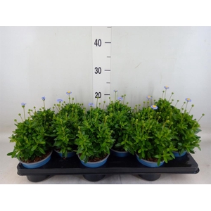 Felicia amell. 'Felicitara Blue'