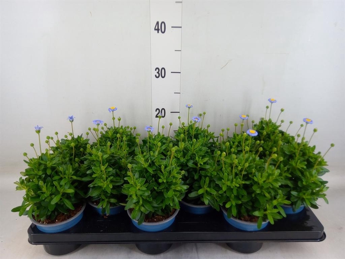 <h4>Felicia amell. 'Felicitara Blue'</h4>