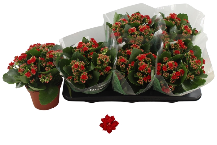 <h4>KAL GE DON JUSTINO</h4>