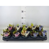 Hyacinthus orie. 'Multifl' ..mix 3