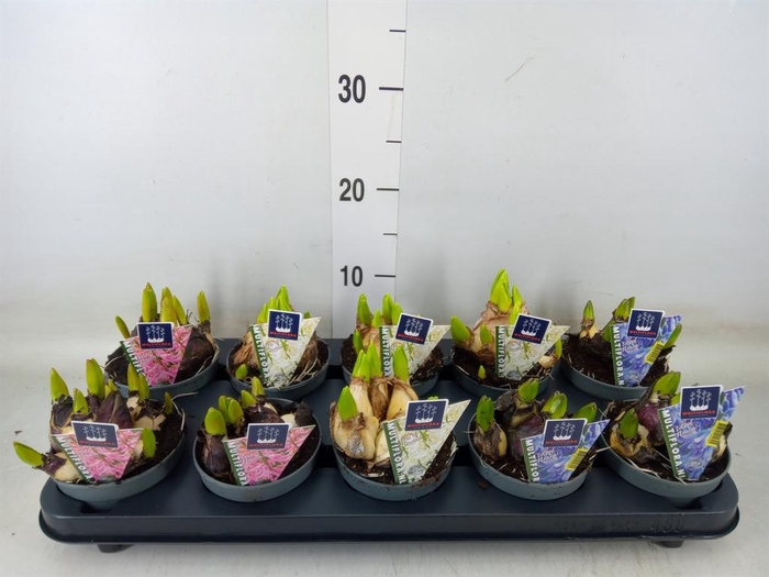 Hyacinthus orie. 'Multifl' ..mix 3