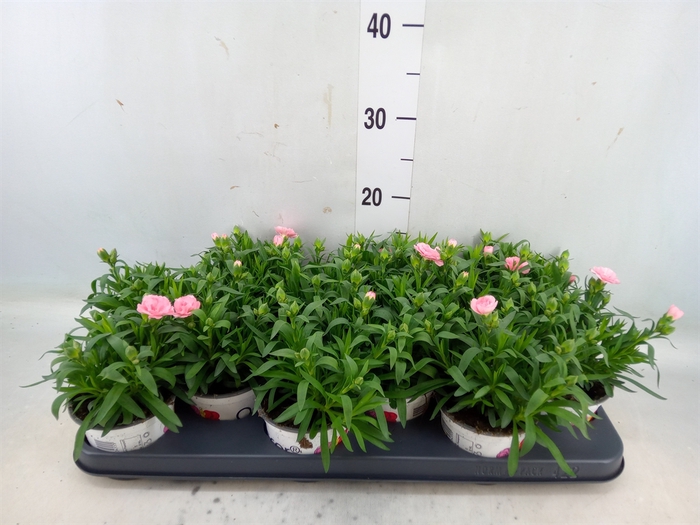 <h4>Dianthus  'Oscar Pink Star'</h4>