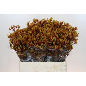 Anigozanthos Gold Fever