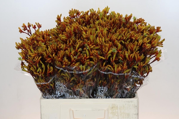 <h4>Anigozanthos Gold Fever</h4>