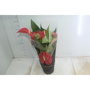 ANTHURIUM MICHIGAN P17 PREMIUM