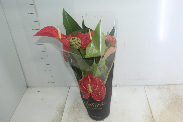 <h4>ANTHURIUM MICHIGAN P17 PREMIUM</h4>