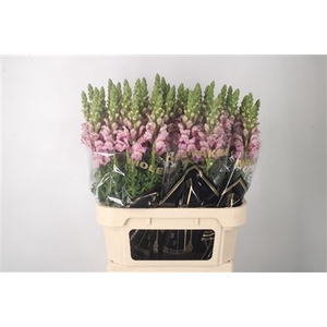 Antirrhinum Nl. Lavendel Potomac
