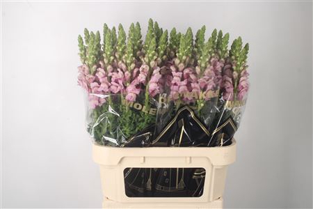 <h4>Antirrhinum Nl. Lavendel Potomac</h4>