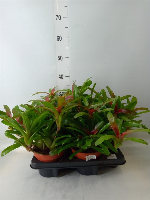 <h4>Nidularium  'Fire Ball'</h4>