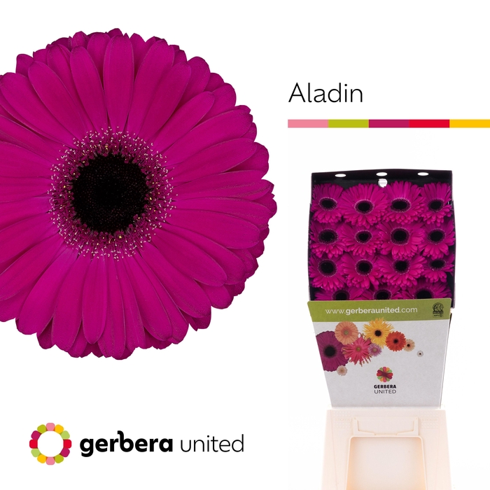 <h4>Gerbera Aladin Diamond per kaart</h4>