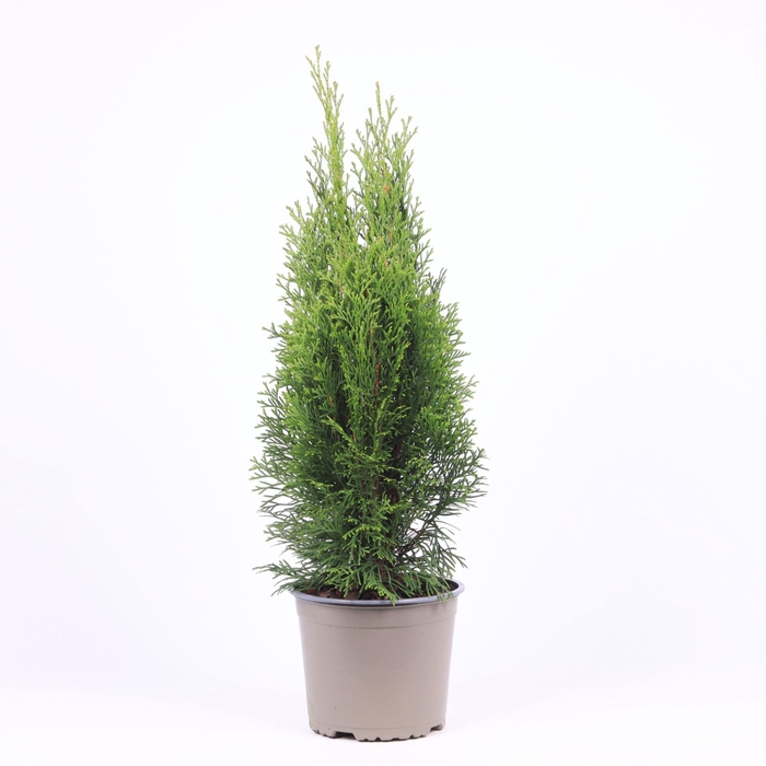 <h4>Thuja Smaragd</h4>