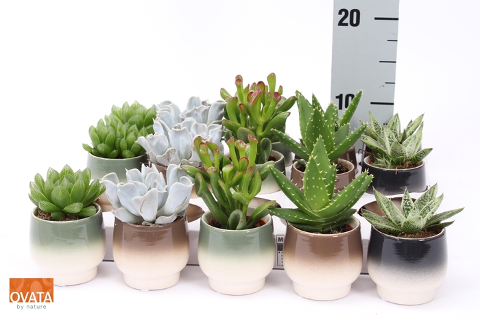 <h4>SUCC GEM 5 SRT</h4>