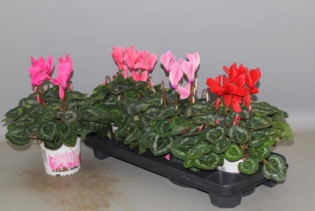 <h4>CYCL GR SUP XL</h4>