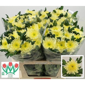CHR G ZEMBLA CREAM
