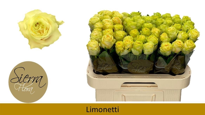 <h4>R Gr Limonetti</h4>