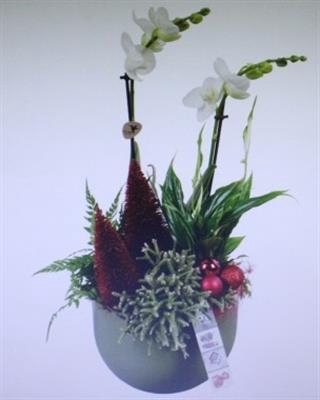 <h4>7260 Green Ker Phal</h4>