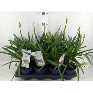 Agapanthus  'Amourette Superb Whit'