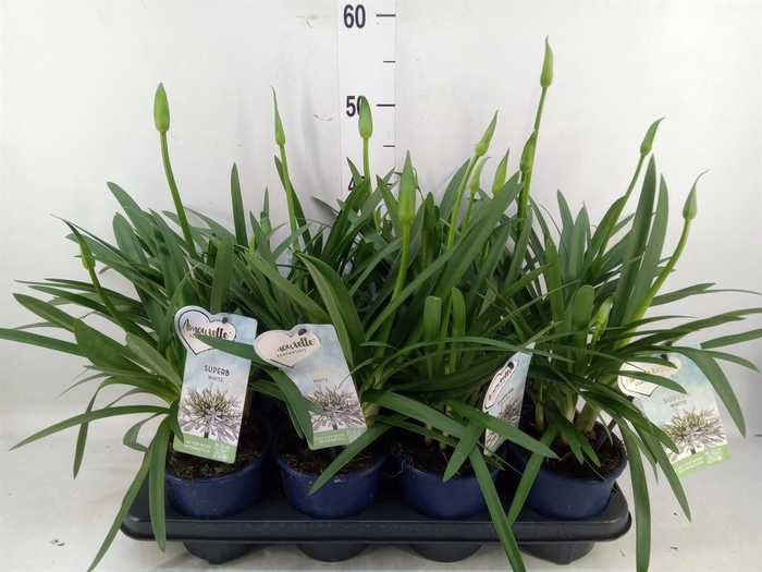 <h4>Agapanthus  'Amourette Superb Whit'</h4>