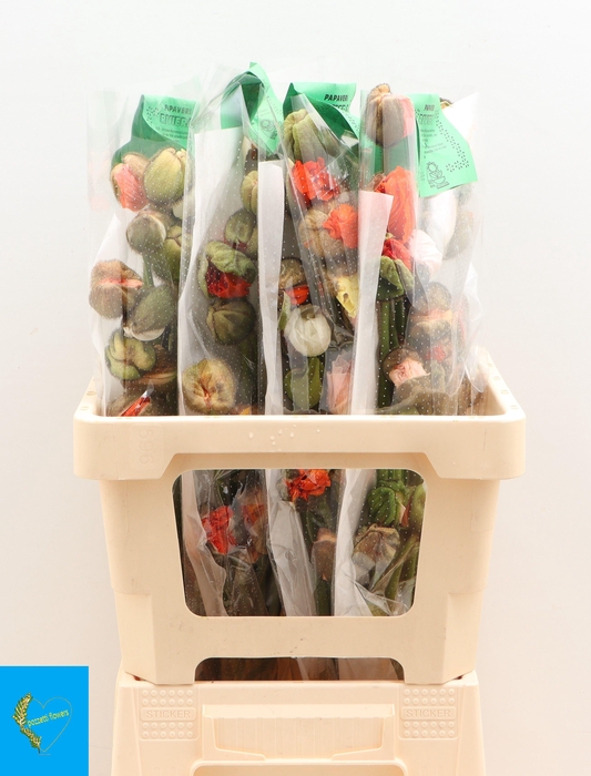 <h4>PAPA NU POP BUS GEM</h4>