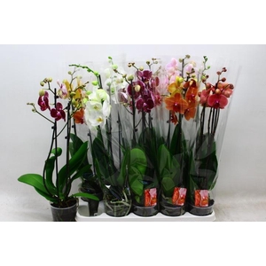 PHAL GEM 7 KL