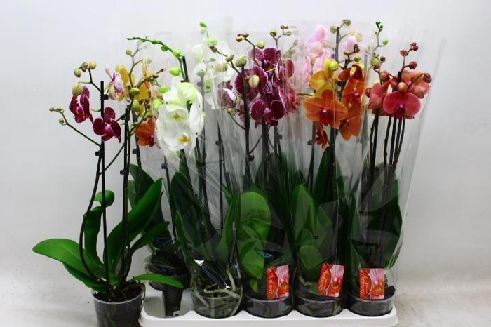 <h4>PHAL GEM 7 KL</h4>