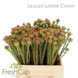 Leucad Jubilee Crown Spray