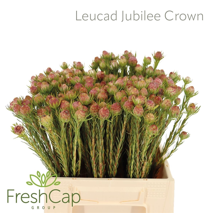 <h4>Leucad Jubilee Crown Spray</h4>