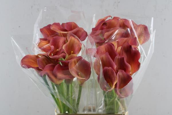 <h4>Zant Zalm/oranje</h4>