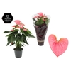 Anthurium 14 cm Sweet Dream in Couture Diamond Line Purple sleeve