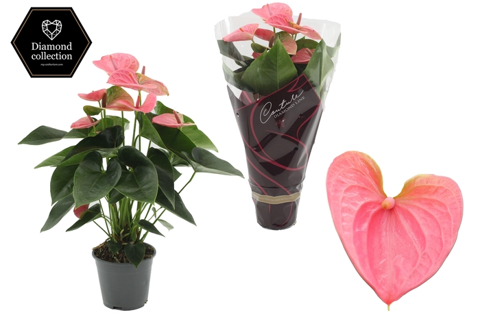 <h4>Anthurium 14 cm Sweet Dream in Couture Diamond Line Purple sleeve</h4>