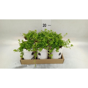 Arr.   Kamerplant Groen L%