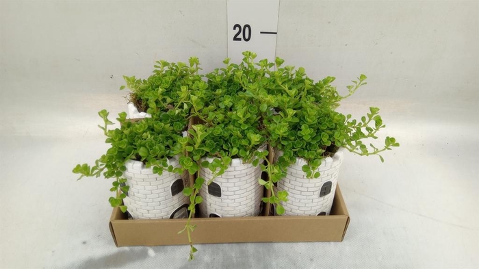 <h4>Arr.   Kamerplant Groen L%</h4>