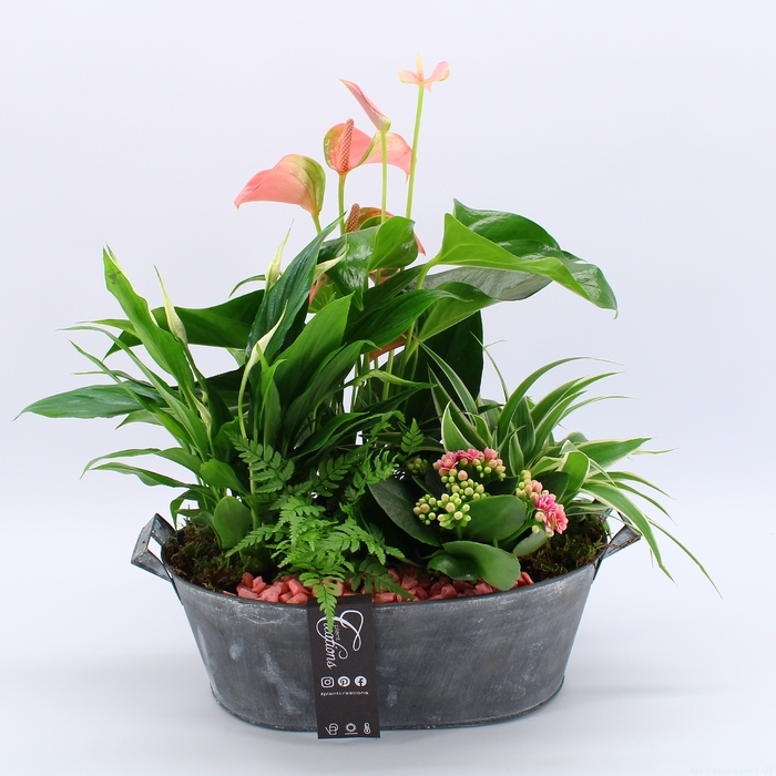 ANCR-2330 Anthurium creatie