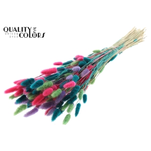 Lagurus Premium per bunch Colourful 7