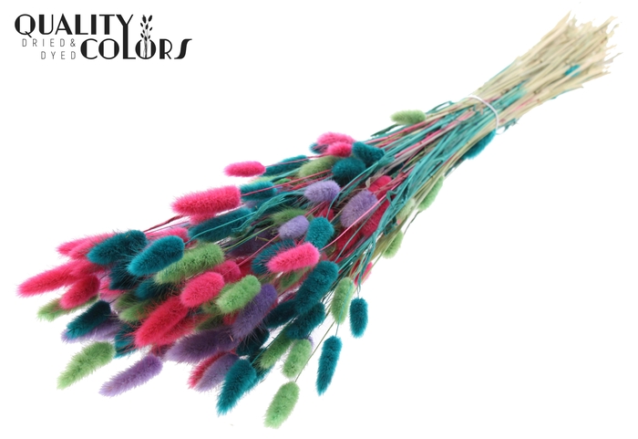 Lagurus Premium per bunch Colourful 7