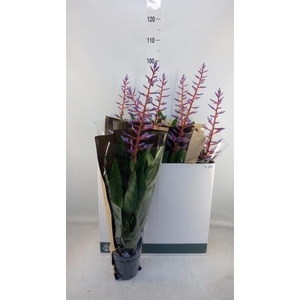 Aechmea  'Blue Rain'