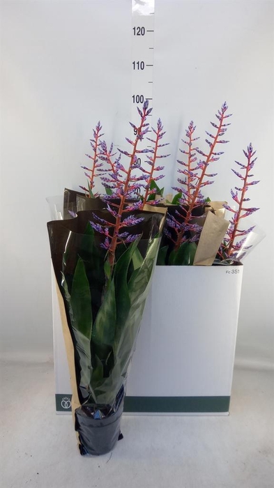 <h4>Aechmea  'Blue Rain'</h4>