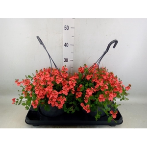 Diascia  'FlyColors'   ...mix