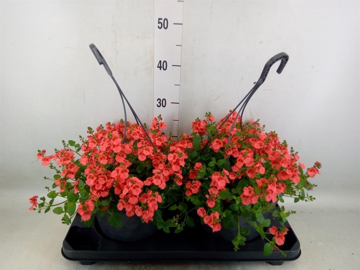 <h4>Diascia  'FlyColors'   ...mix</h4>