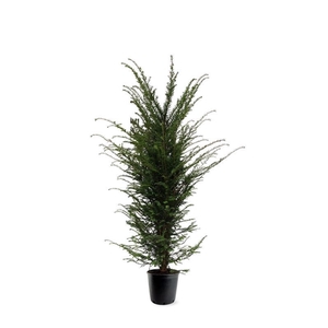 Taxus baccata (zonder etiket)