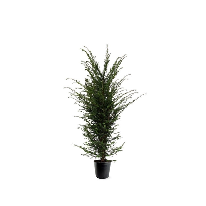 <h4>Taxus baccata (zonder etiket)</h4>